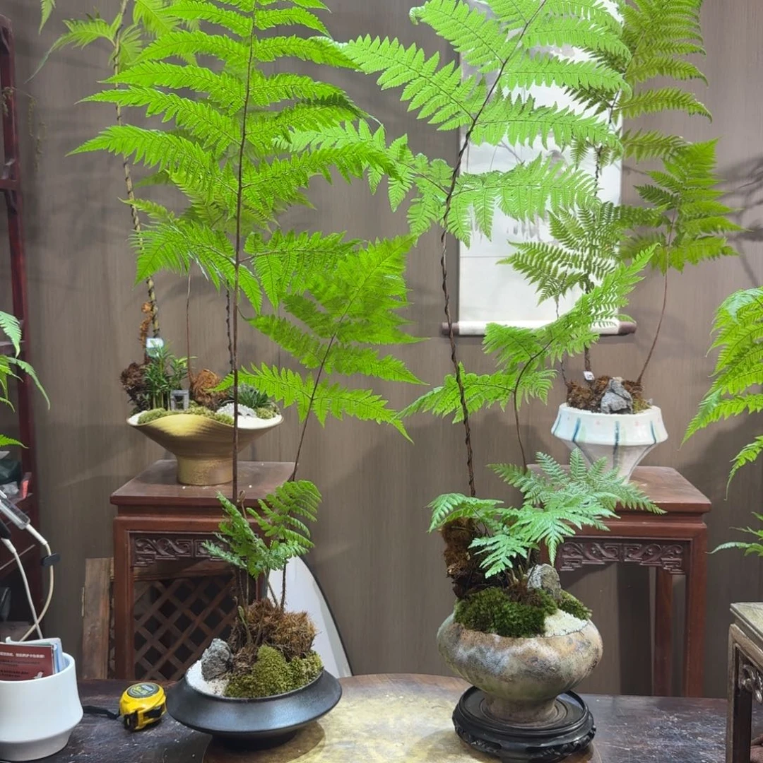 谁***？无花朵蕨类植物一物一拍