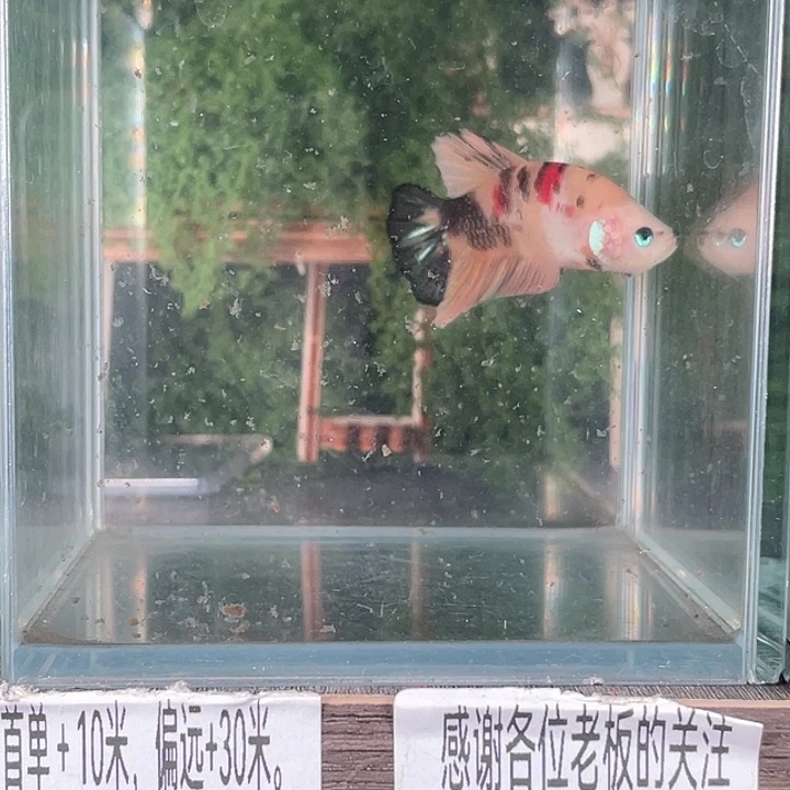 斗鱼活体不退不换
