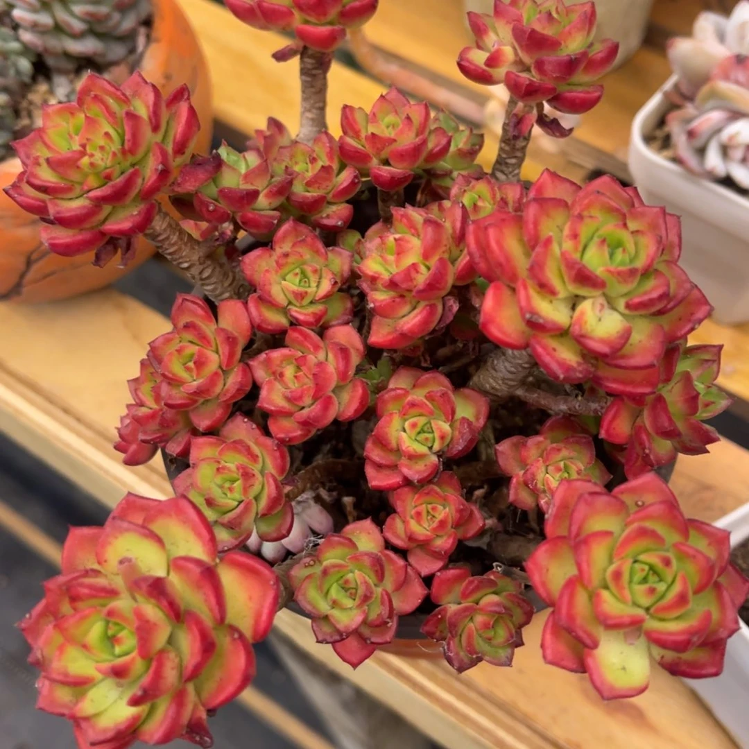 多****多3737838383833535