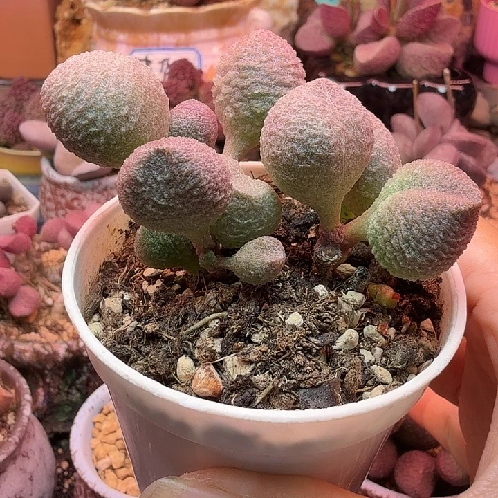 莫***水水蜜桃的味道真的很好