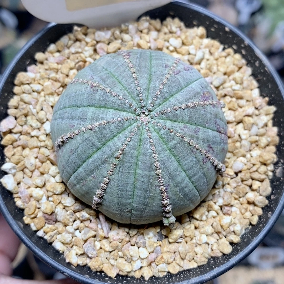 1066号胭脂子吹布纹球5cm