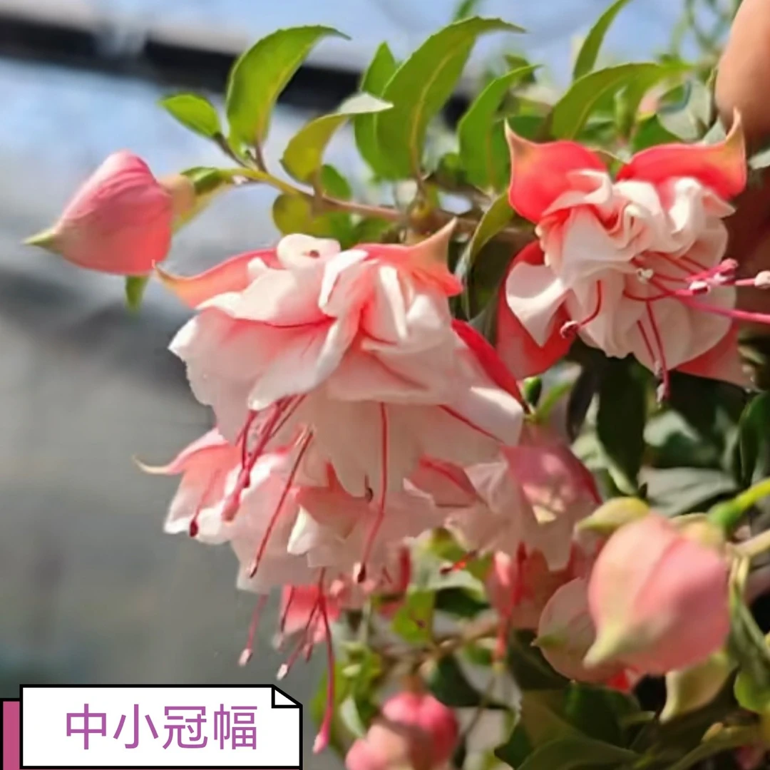 云花基地【中小冠幅贝尔公主】超大花灯笼花倒挂金钟基地直发带花苞