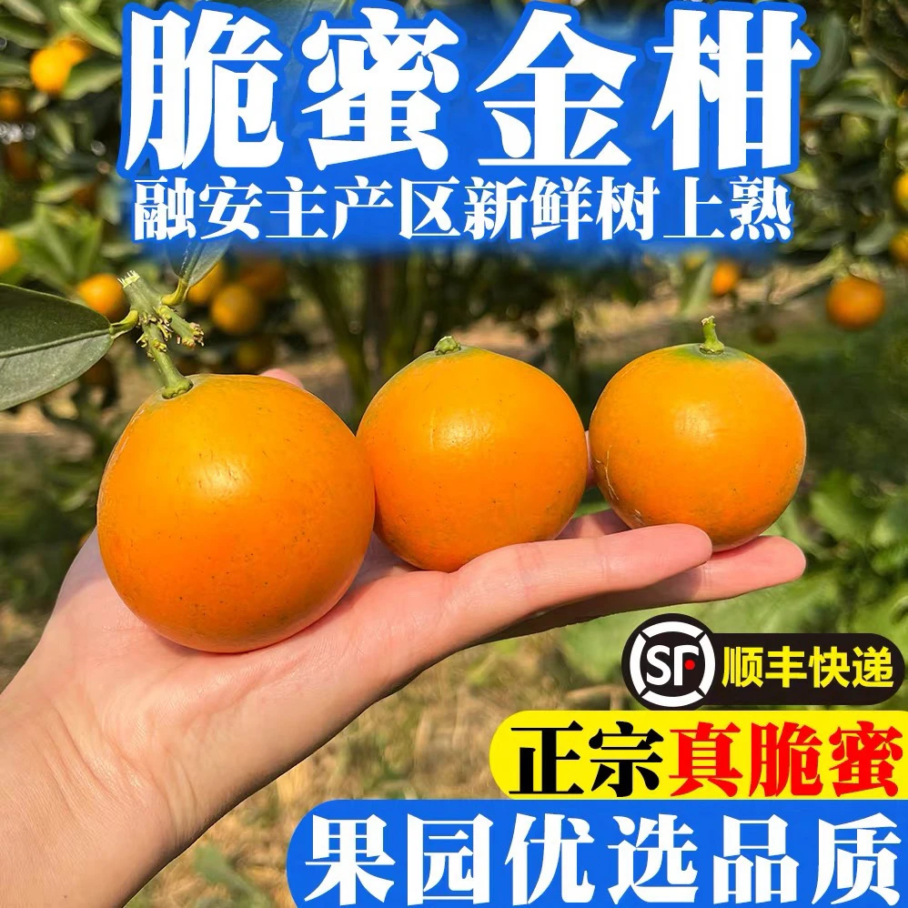 【顺丰/京东】广西融安脆蜜三代金柑新鲜现摘当季水果