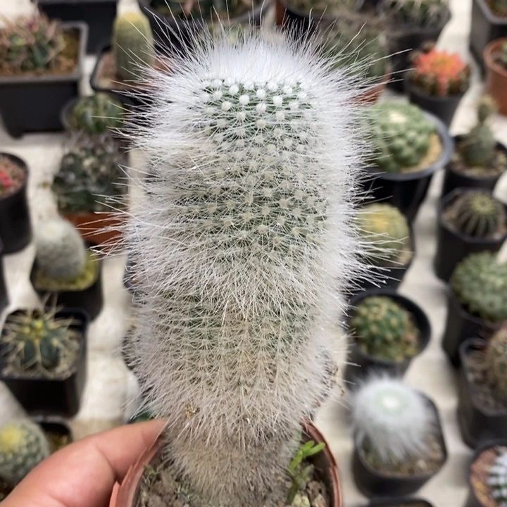 实生白小丁特价福利