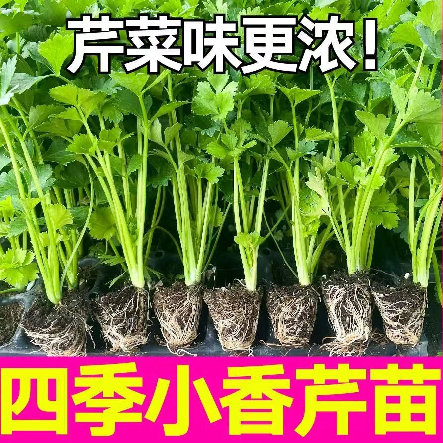 芹菜苗秧四季小香芹种苗阳台盆栽易种蔬菜种子秧苗带土发货
