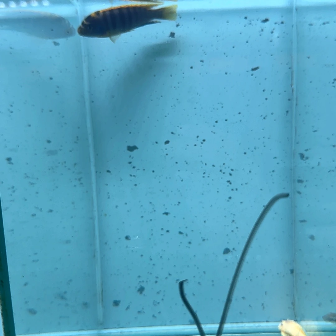 l***t慈鲷1049号红鸡^_^^_^
