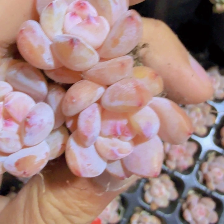 樱花珍妮五颗一组