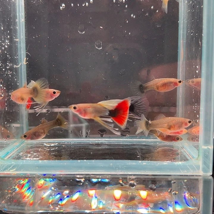 孔雀鱼练手鱼10条