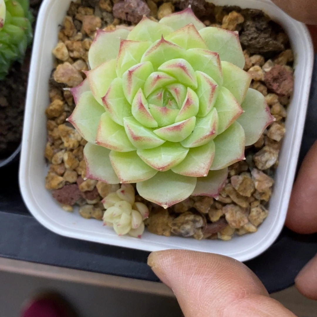 精品多肉一物一拍不包整282
