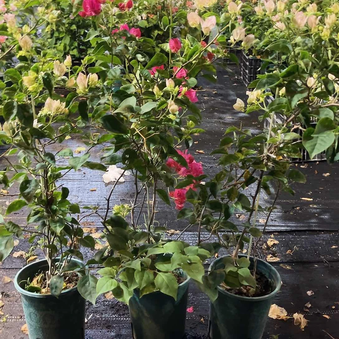 当前无花栽培后可以开花五宝带竹一颗