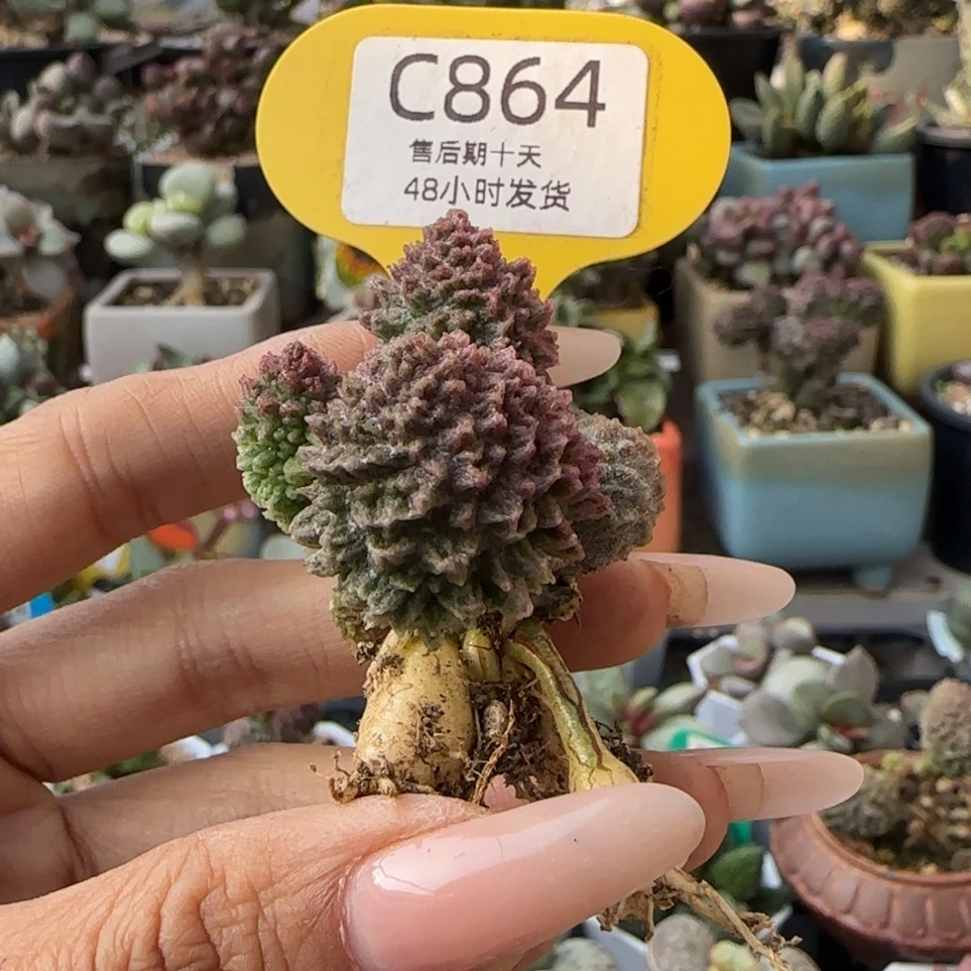 福利多肉。   864。