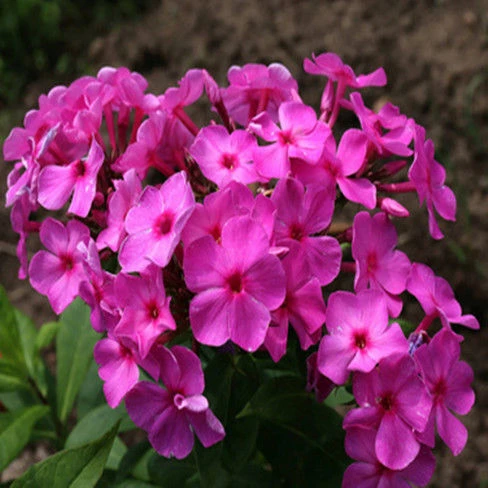 福禄考种苗多年生耐寒热铺地芝樱花矮生庭院别墅花园网红地耧斗菜