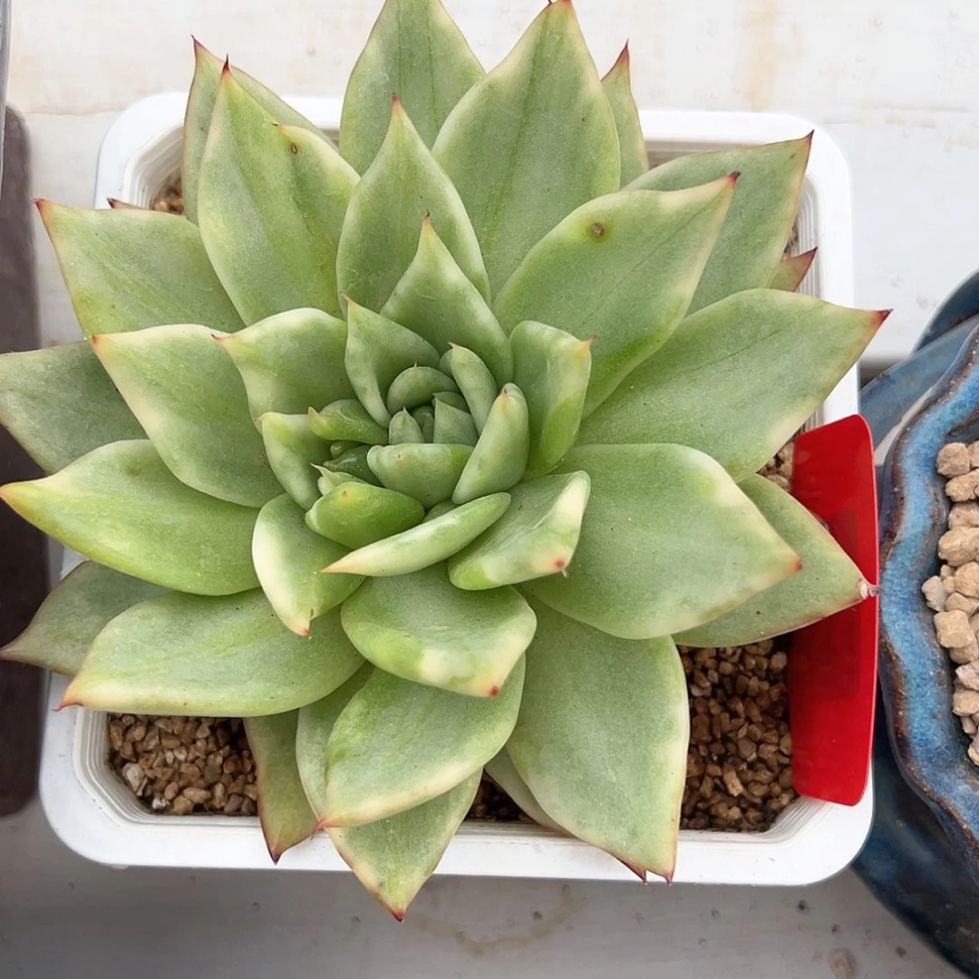 乌木锦多肉植物