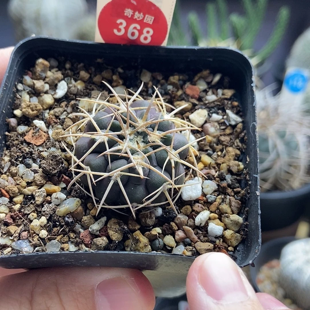 实生密刺天平丸有断刺3.1cm