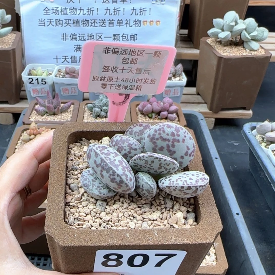 807花旦多肉植物