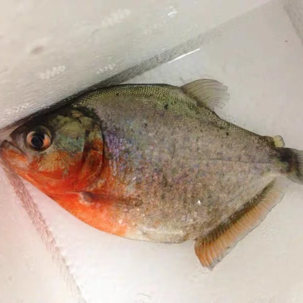 猛鱼系列食人鱼红腹水虎胭脂黑食印第安武士辛古黄金布兰提水虎