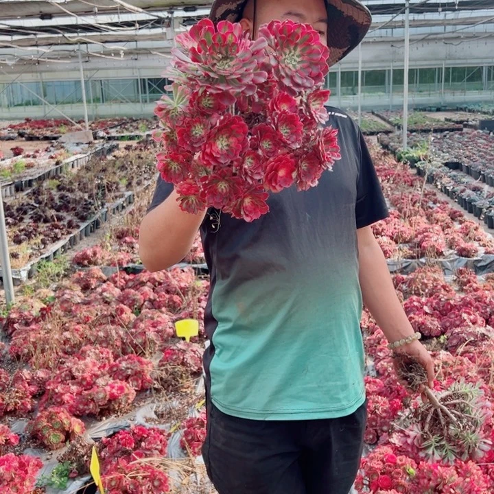 二加伦粉铜多肉法师