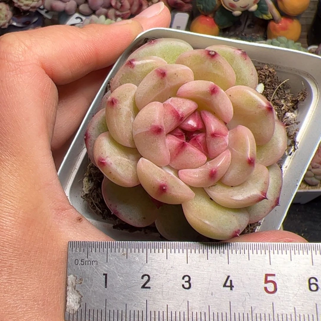 601 多肉植物组合