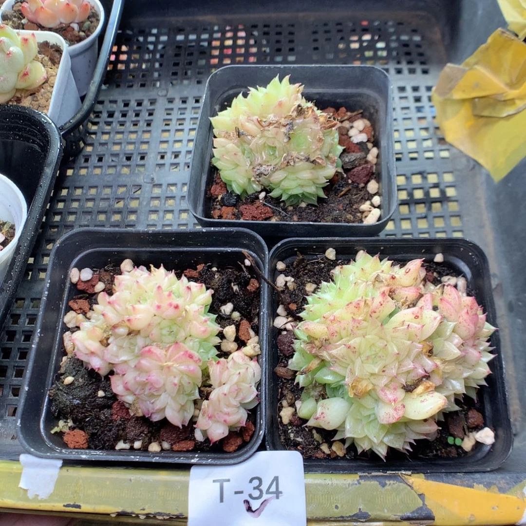 T34。 一份3颗。量拍y y y y y y y