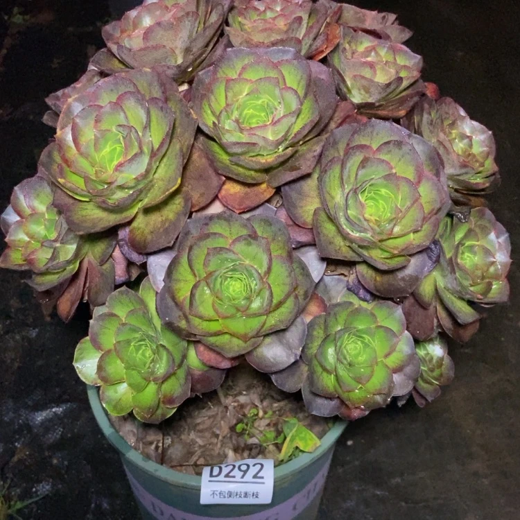 【闪购商品】292魅金多肉