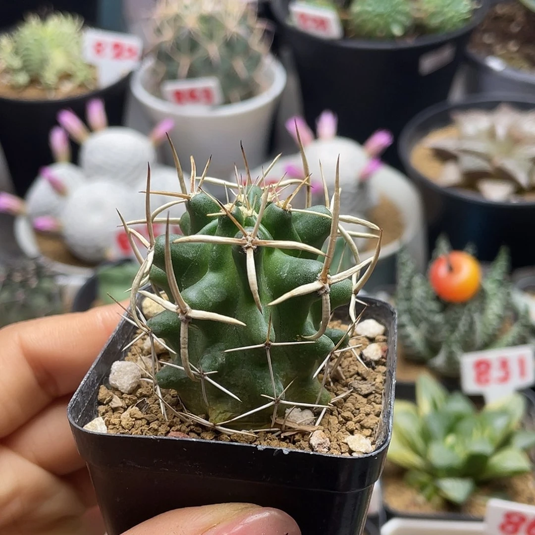 实生稀有十字黑帝变仙人球