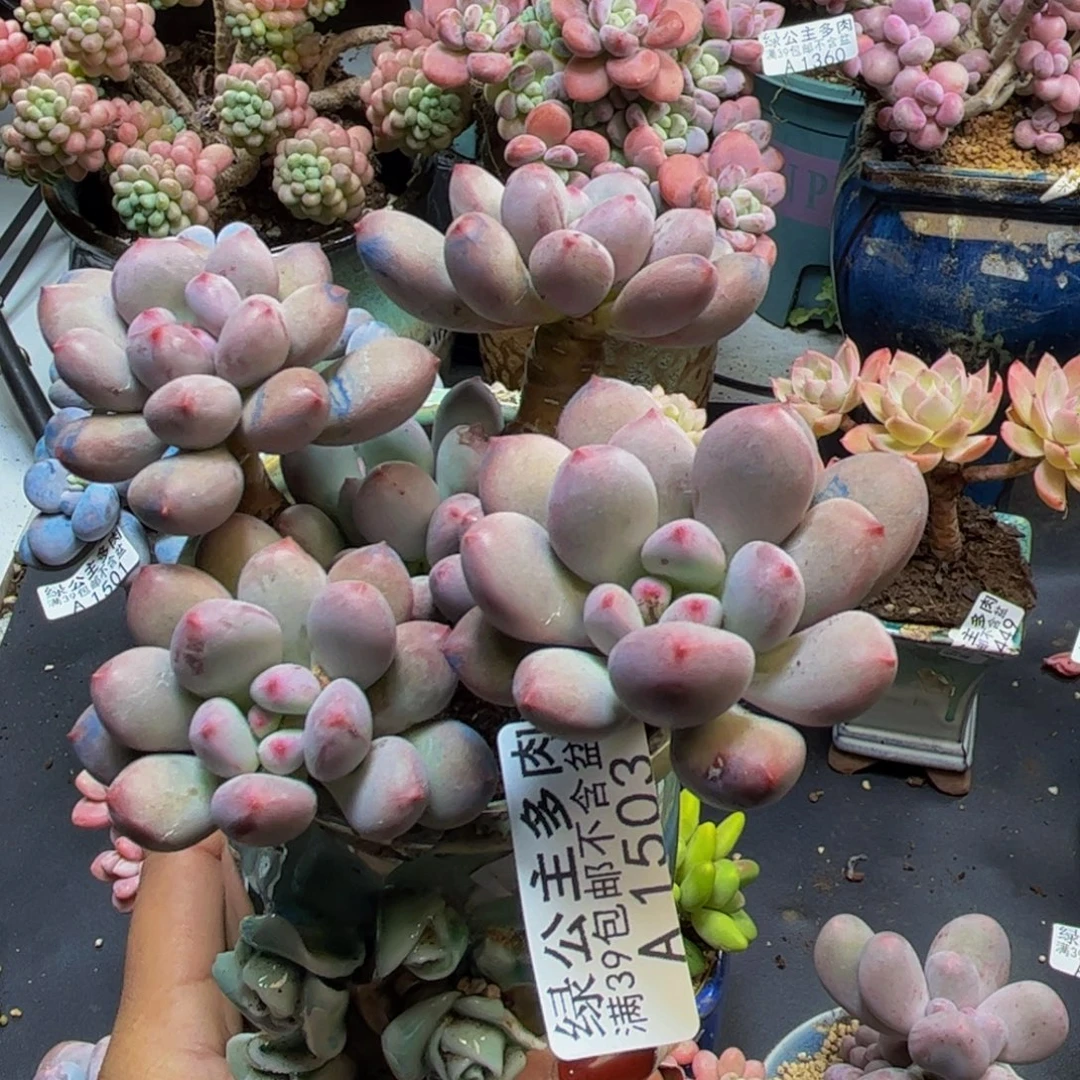 桃花仙子奶酪1503/9cm