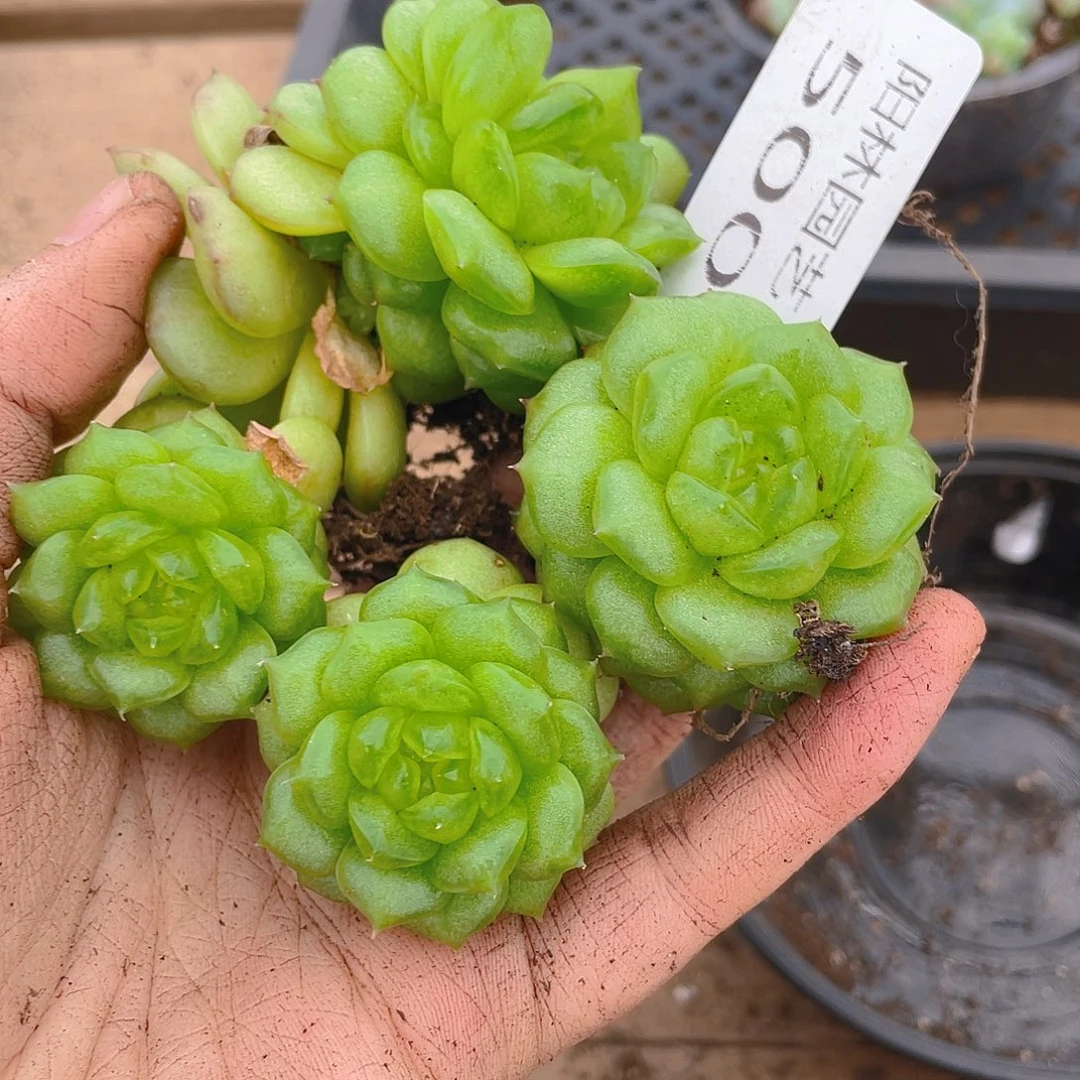 多肉植物多肉植物500