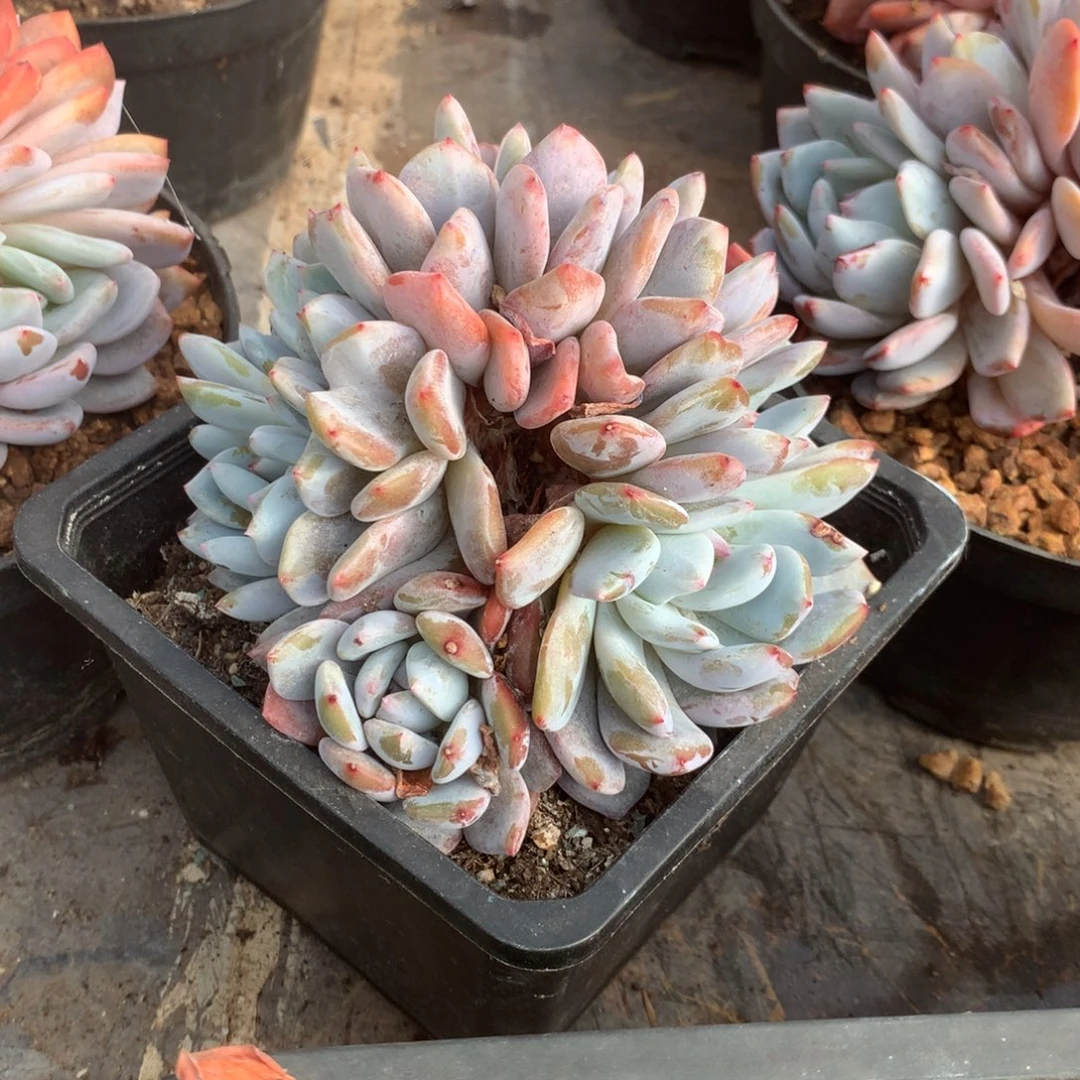 无花朵哈哈哈哈哈哈哈哈哈50