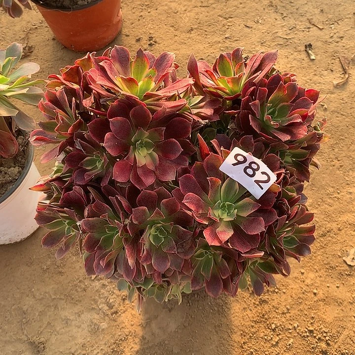 无花朵982金丝缺多肉中