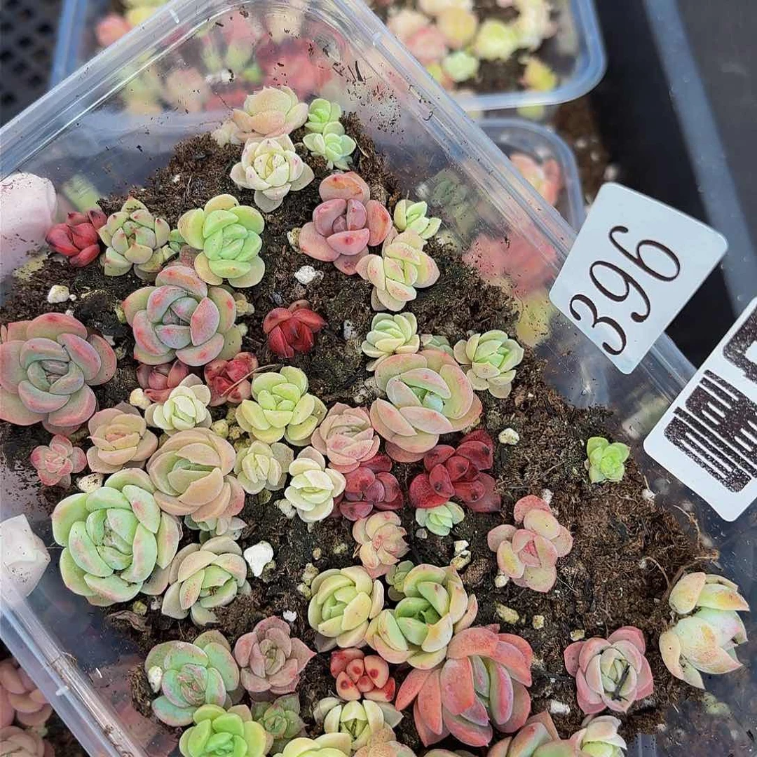 多肉植物多肉植物396量拍