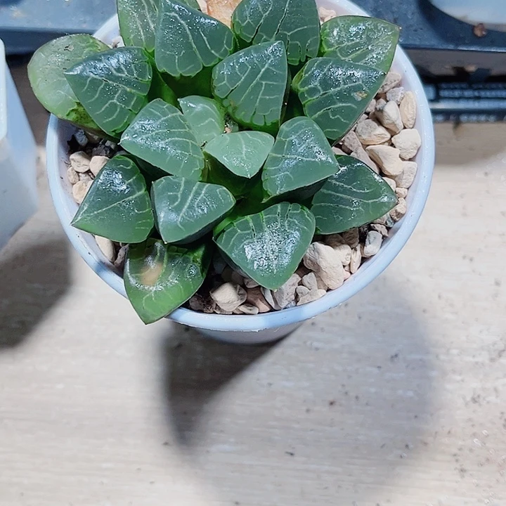 好看的克系列得新手好养的