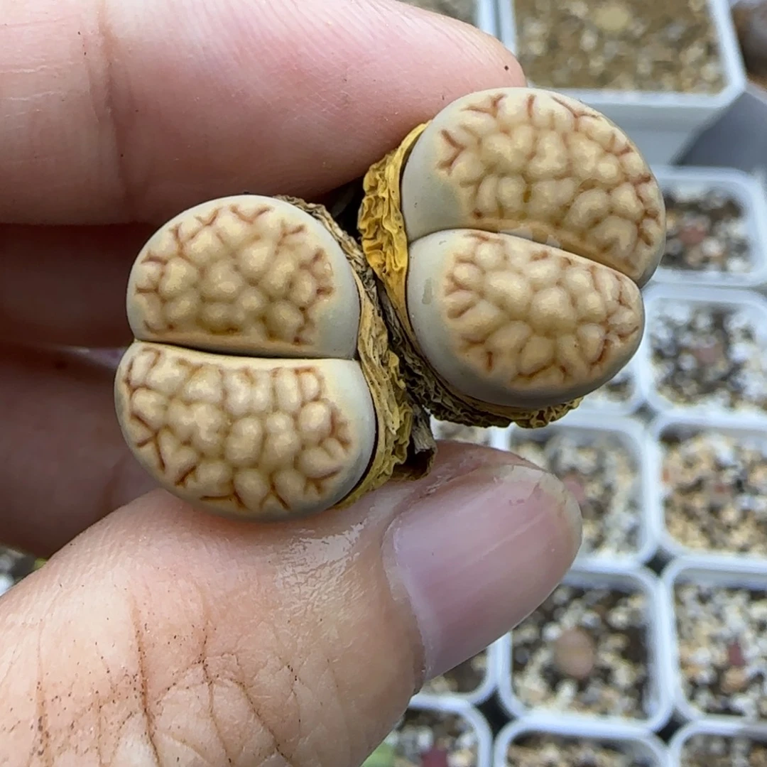 594双头清框福利30包邮