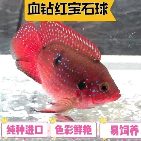 精选钻红宝石种鱼配对高繁殖皮实奈活适合新手三湖慈鲷