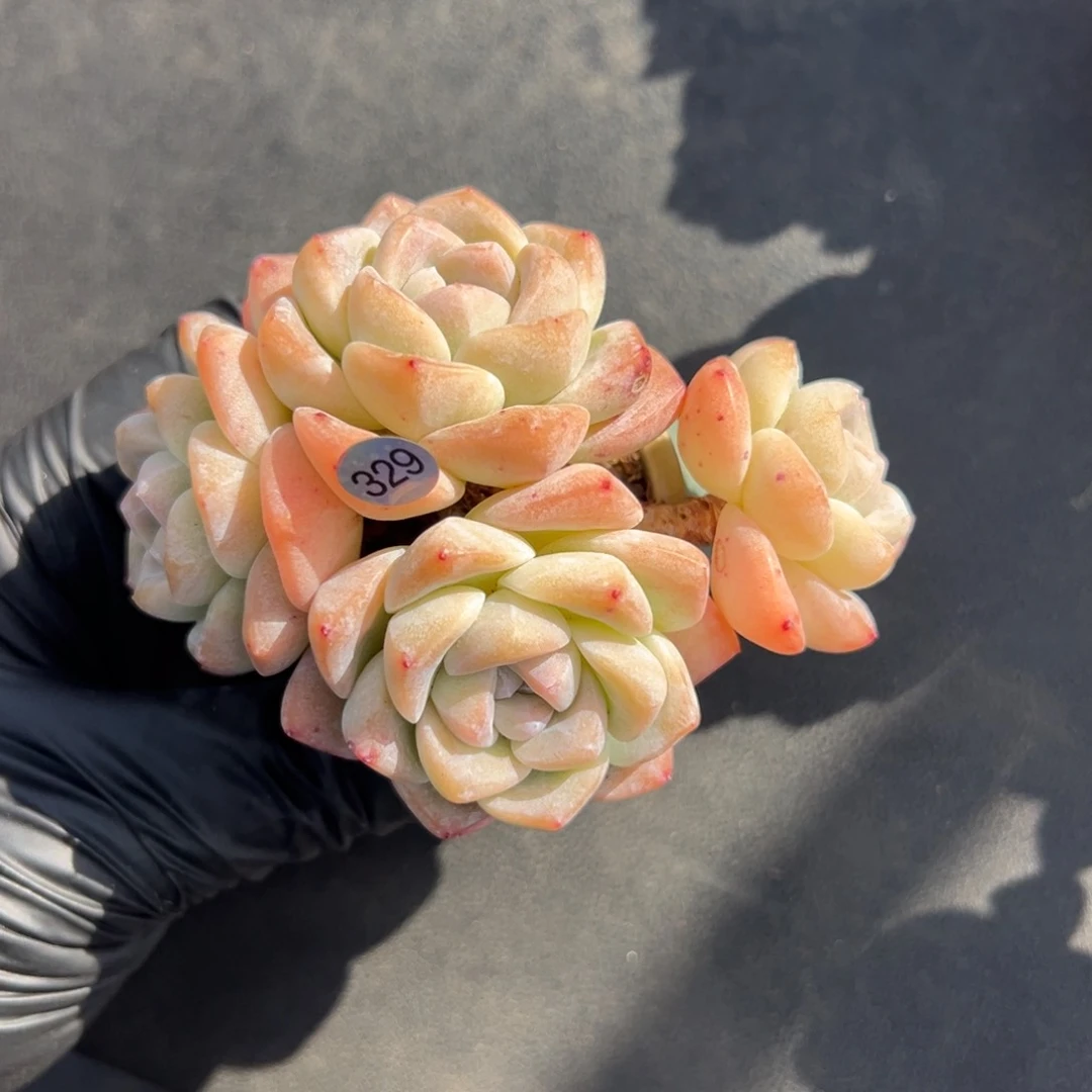 潼**泯四头冰玉带盆.9.5厘米