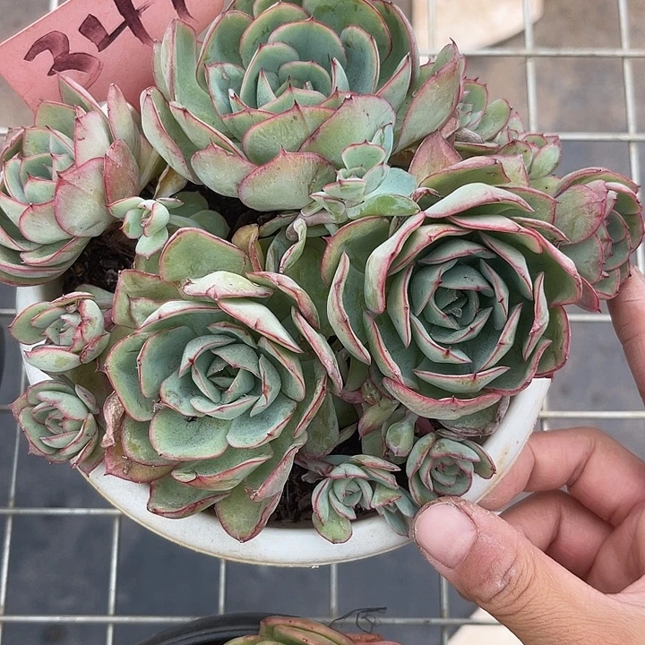晨语多肉，一物一拍牡丹亭347