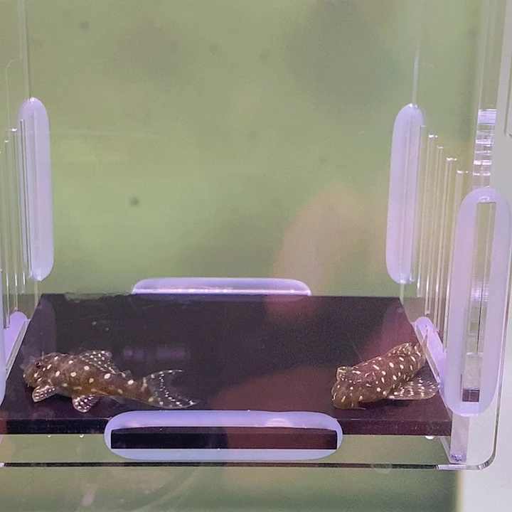 清道夫鱼136俩条14号