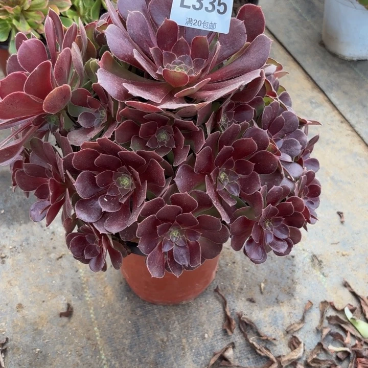 瑞妈多肉园艺335有断枝