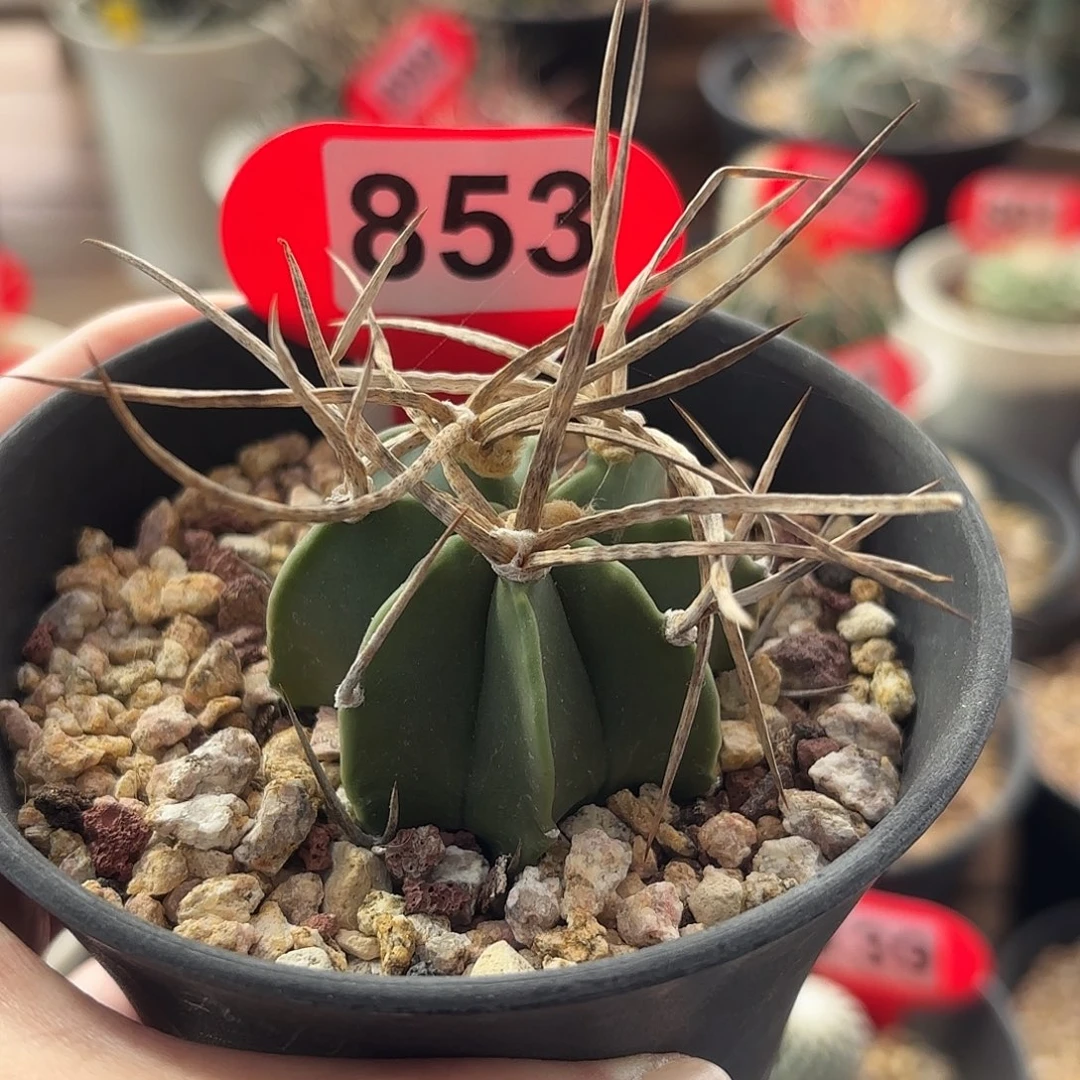 王***可仙人球实生水牛角