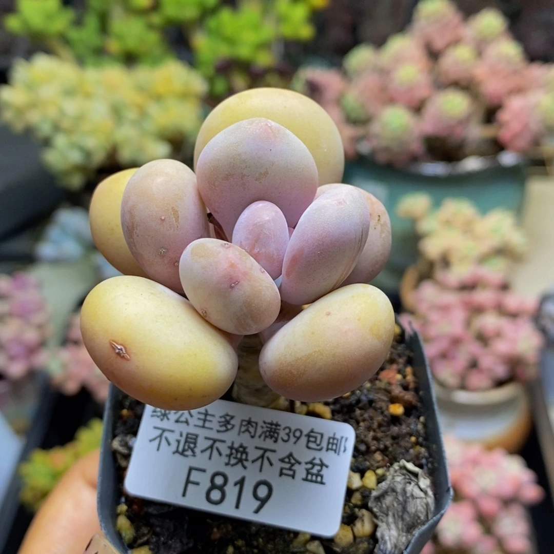 819蛋黄奶多肉肉5c m