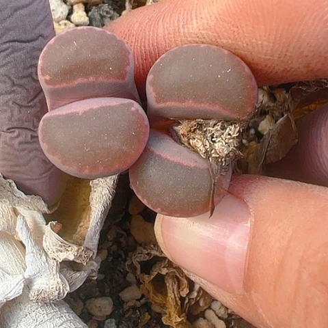 【闪购商品】25406