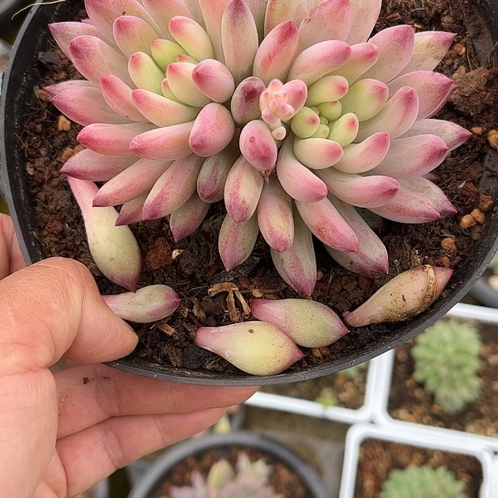 寄养多肉植物一物一拍