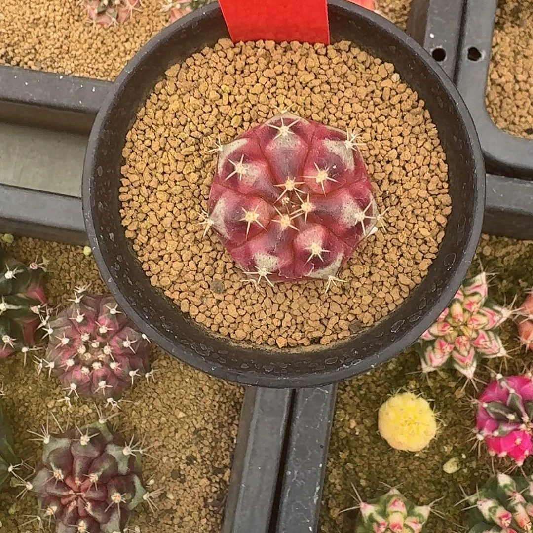 L549-1111广东发货 双十一福利