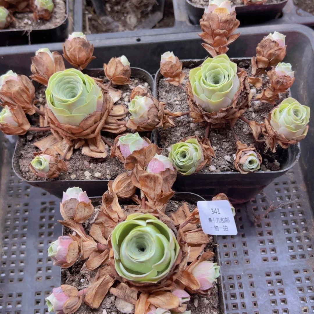 341 侧牙掉了不包损无售后