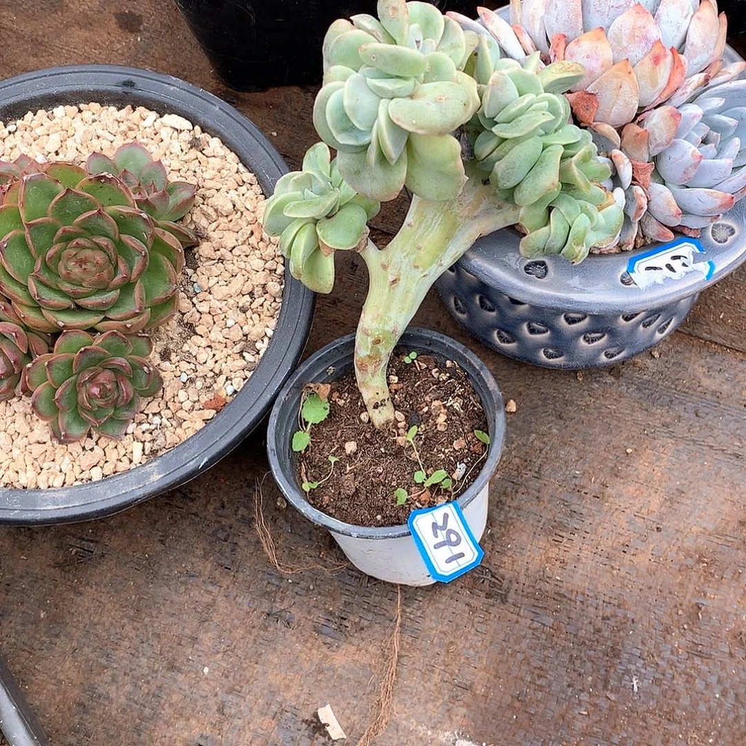 291可爱玫瑰 一物一拍多肉