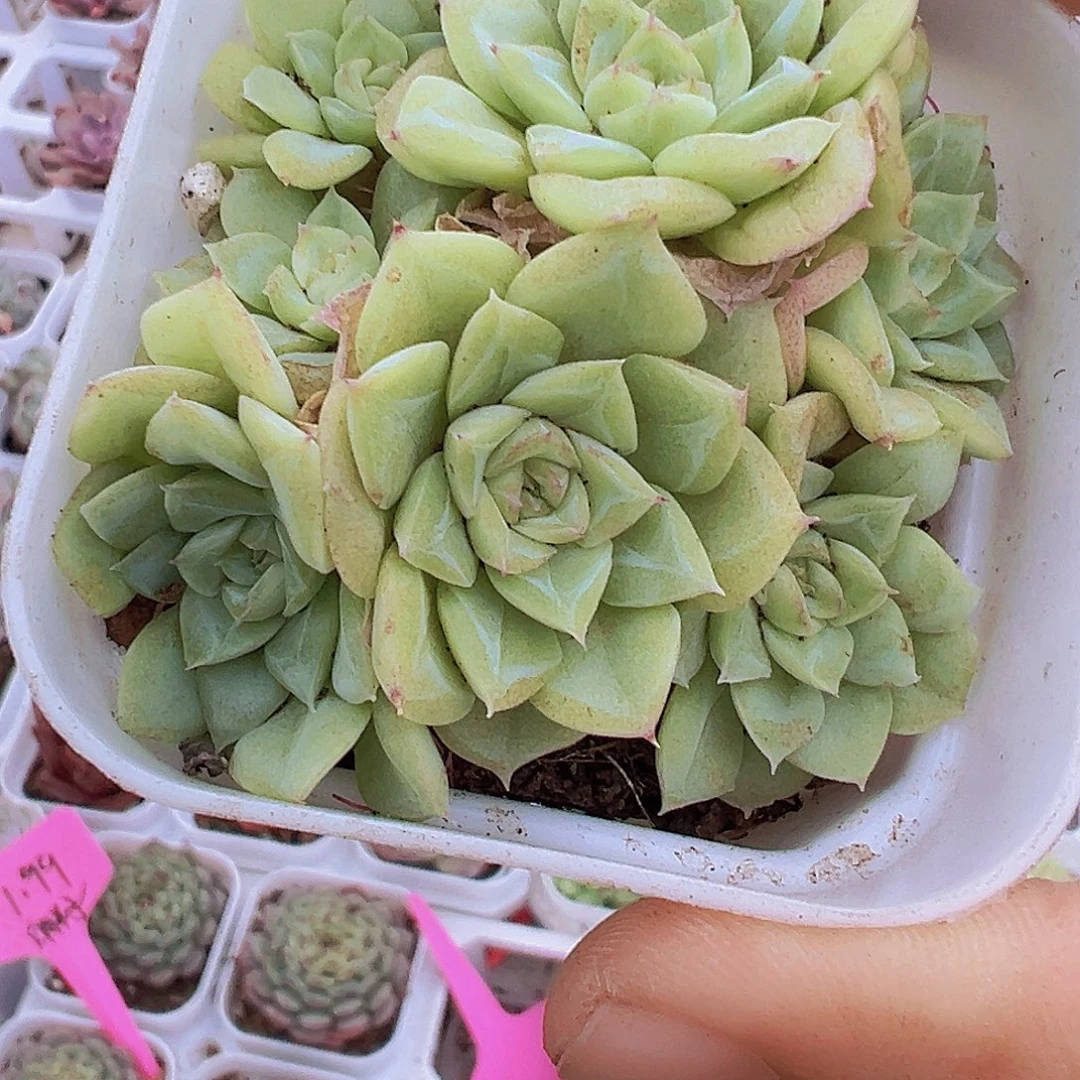 白天鹅群19包邮多肉