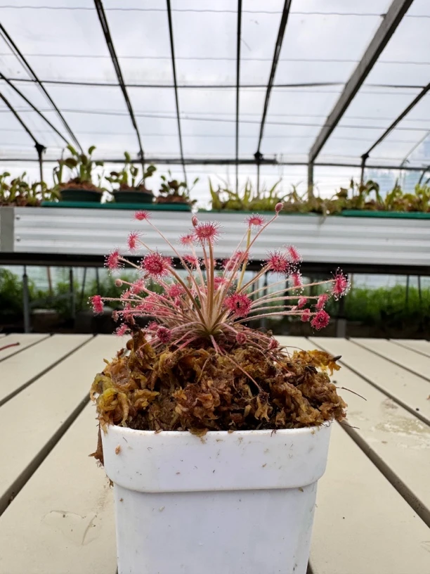 孔雀茅膏菜吃小黑飞蚊子的室内绿植盆栽好养