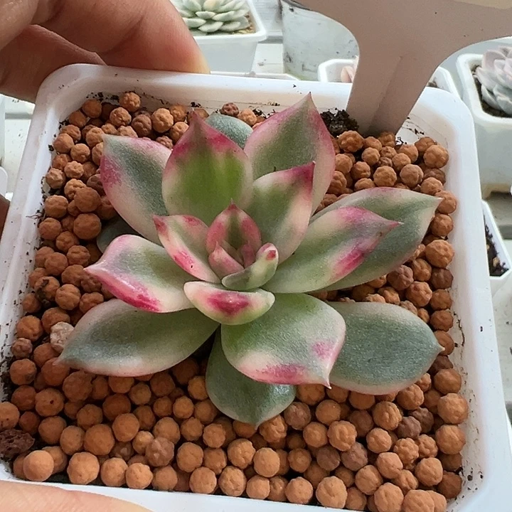 1171号火焰玫瑰锦多肉