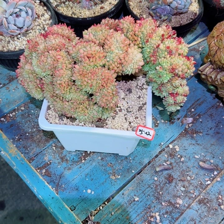 奋***人精品多肉植物老桩