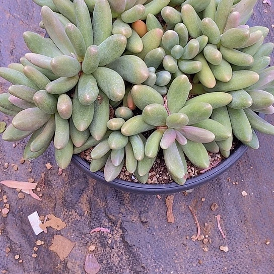 无花朵正***成糖果多肉植物