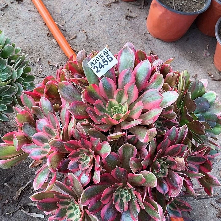 2455 一颗女神法师